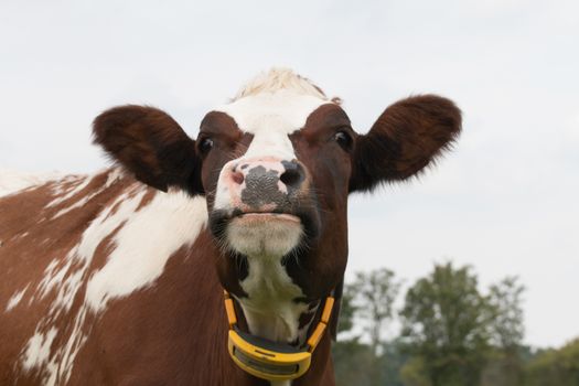 closeup of cow