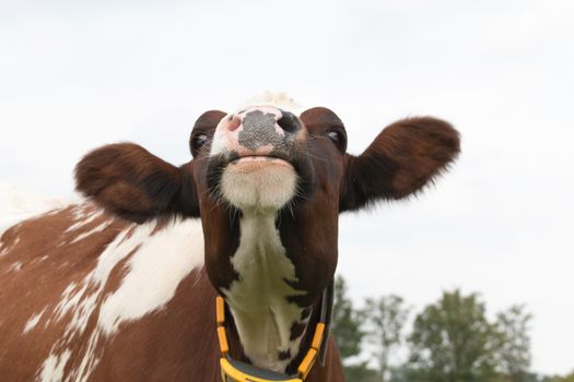 closeup of cow