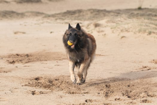Belgian Shepherd Dog, Tervuren, running in sand