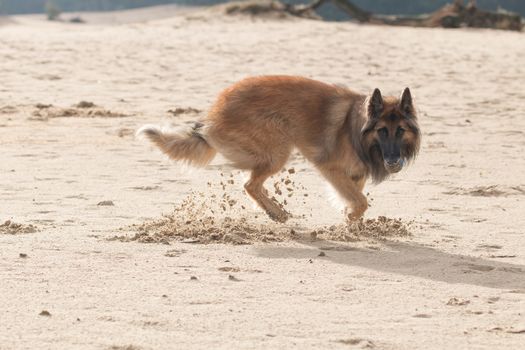 Belgian Shepherd Dog, with ball in sand