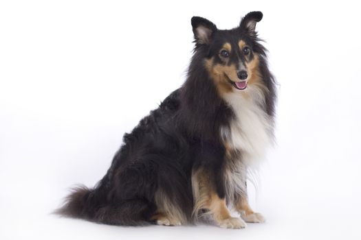 Shetland Sheepdog, standing isolated on white studio background