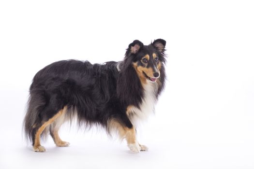 Shetland Sheepdog, standing isolated on white studio background