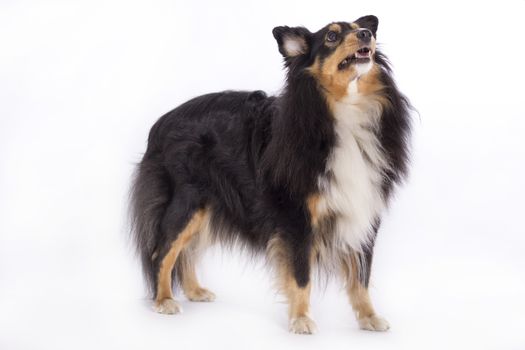 Shetland Sheepdog, standing isolated on white background