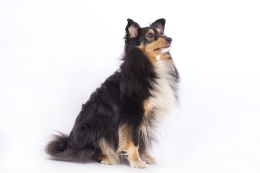 Shetland Sheepdog, sitting isolated on white background