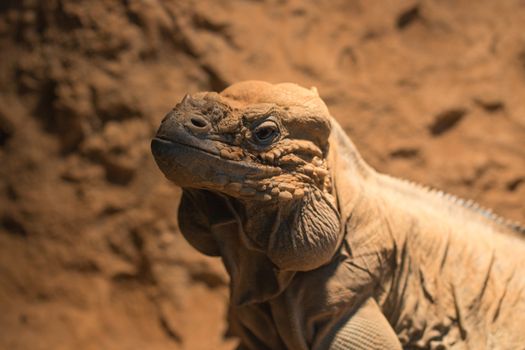 headshot of rhinocerous iguana; rock iguana