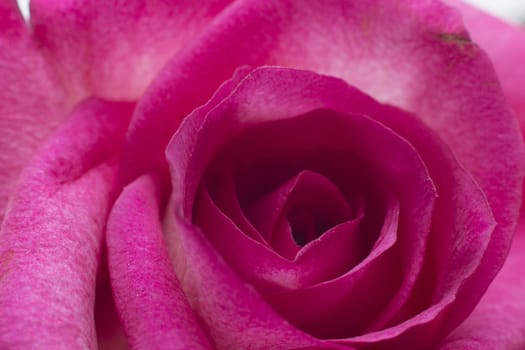 Close-up of pink rose, macro