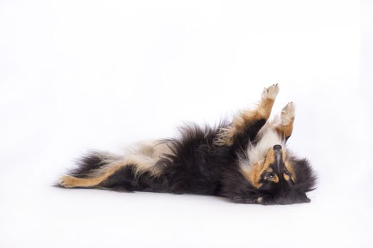 Shetland Sheepdog, lying on back, isolated on white background