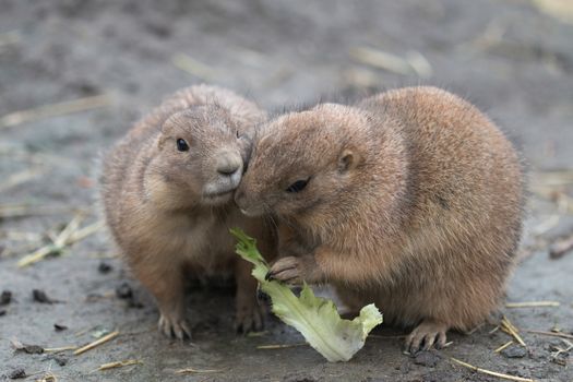 Two prairy dogs eating