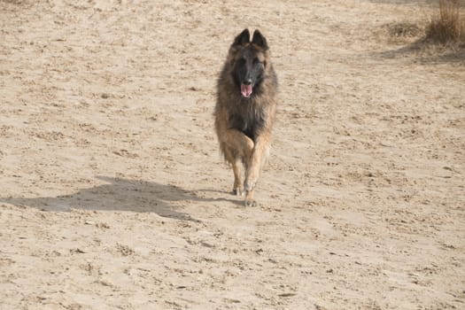 Belgian Shepherd Tervuren dog, running in the sand