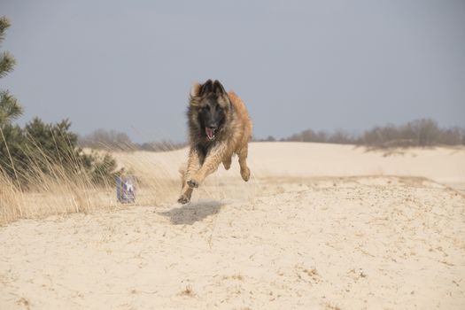 Belgian Shepherd Tervuren dog, jumping in the sand