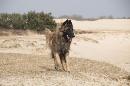 Belgian Shepherd Tervuren dog, running