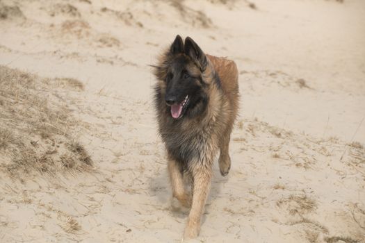 Belgian Shepherd Tervuren dog in the sand