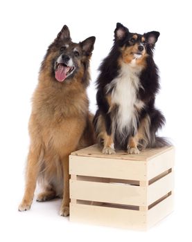 Belgian Shepherd Tervuren and Shetland Sheepdog, white studio background