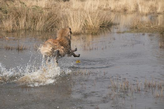 Dog diving into the water to fetch a ball