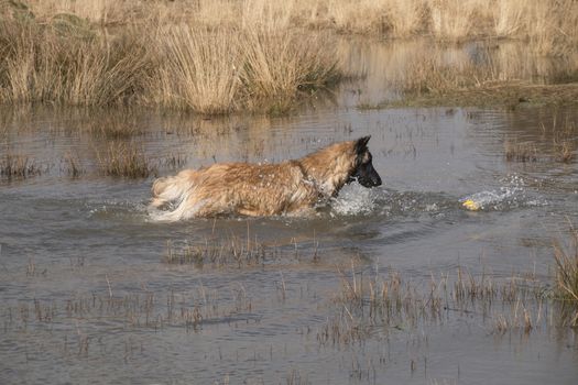Dog fetching a ball in the water
