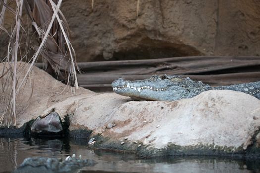 nile crocodile