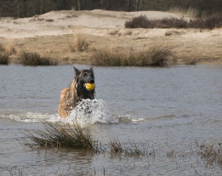 Dog running in the water with a ball