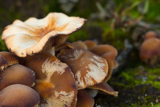 mushroom, closeup, macro