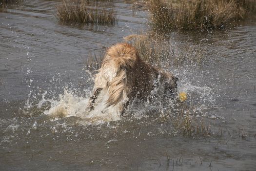 Water splash by dog jumping in