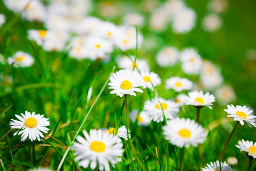 Wild chamomile flowers on a field. shallow depth of field