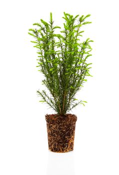 Cypress, thuja with roots isolated on white background