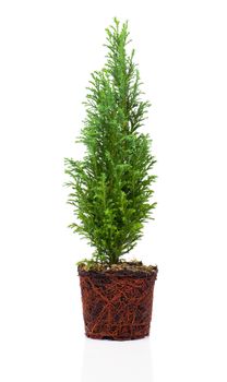 Cypress, thuja with roots isolated on white background