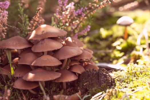 mushrooms, closeup, macro