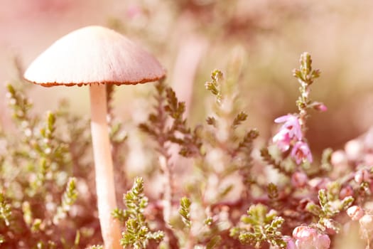 mushroom, closeup, macro