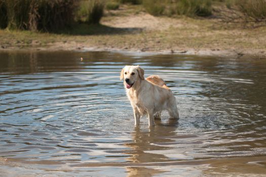 Dog, Golden Retriever, standing in water
