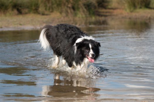 Border collie running in water