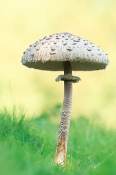 mushroom, closeup, macro