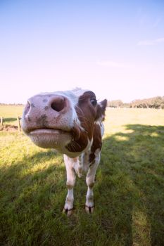 closeup nose cow