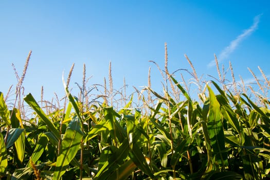 Corn field sunny day, blue sky, closeup top