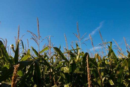 Corn field sunny day, blue sky, closeup top