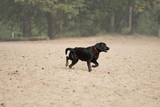 Dog, black Labrador retriever, running in sand