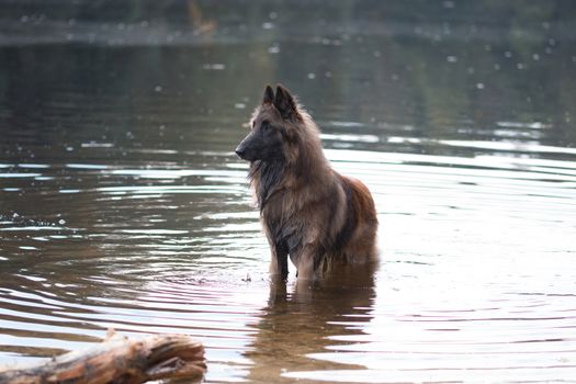 Dog, Belgian shepherd Tervuren, standing in water