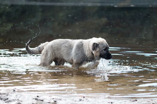 Young Turkish sheepdog playing in water