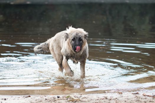 Young Turkish sheepdog playing in water