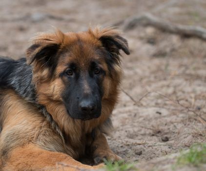Headshot German shepherd dog
