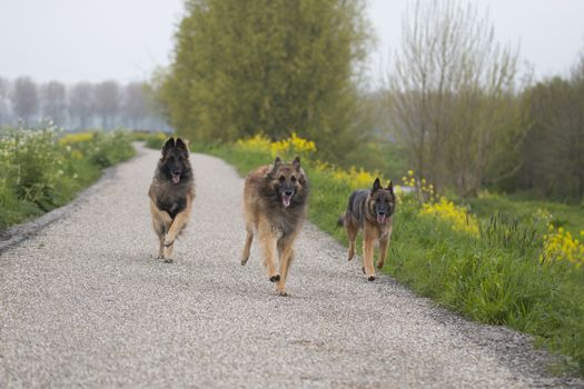 Three Belgian Shepherd Tervuren dogs running outside