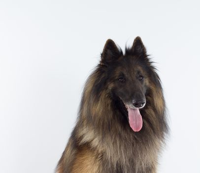 Belgian Shepherd Tervuren dog head shot, white studio background