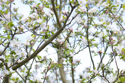 Apple tree with blossom