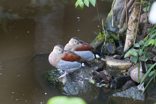 Ringed teals, ducks