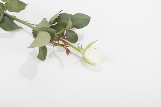 White rose, isolated on white background