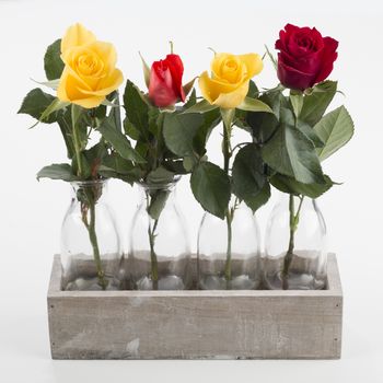 Four roses in four vases in wooden box, isolated on white background