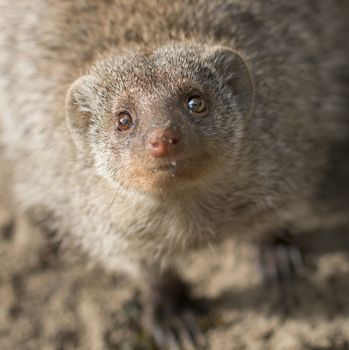 Headshot meerkat looking up and staring in the camera