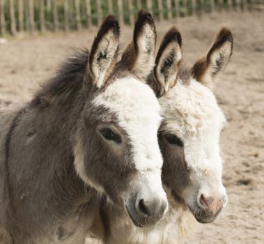 Headshot of two donkeys, heads close together