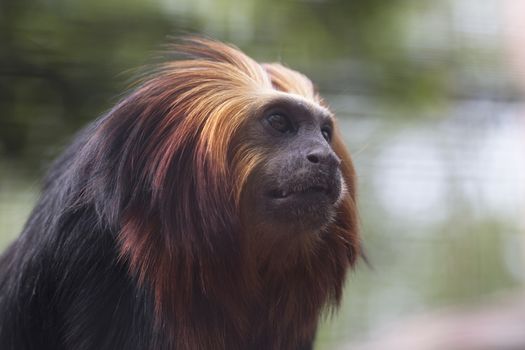 Golden Headed Lion Tamarin