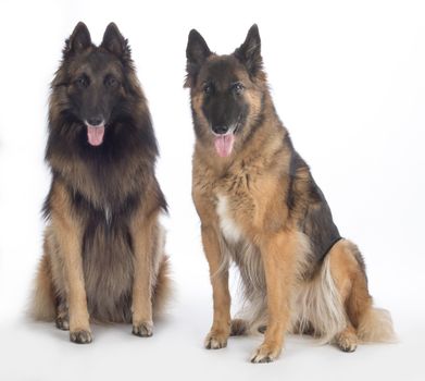 Two dogs, Belgian Shepherd Tervuren, sitting, isolated on white background