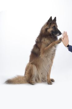 Dog, Belgian Shepherd Tervuren, paw to human hand, isolated on white background
